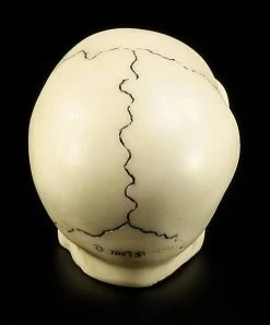 Totenkopf Schaltknauf - Knochenfarben -Modell Und Figurengeschäft 10870 3 skull gear knob 3 1280x1280