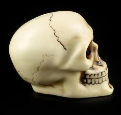 Totenkopf Schaltknauf - Knochenfarben -Modell Und Figurengeschäft 10870 5 skull gear knob 5 1280x1280