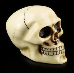 Totenkopf Schaltknauf - Knochenfarben -Modell Und Figurengeschäft 10870 6 skull gear knob 6 1280x1280