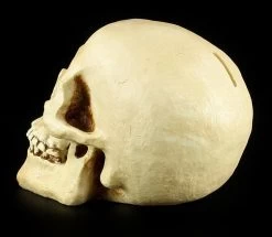 Totenkopf Spardose - Menschen Schädel -Modell Und Figurengeschäft 11521 3 human skull 3 1280x1280