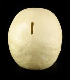 Totenkopf Spardose - Menschen Schädel -Modell Und Figurengeschäft 11521 5 human skull 5 1280x1280