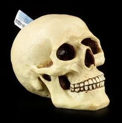 Totenkopf Spardose - Menschen Schädel -Modell Und Figurengeschäft 11521 7 human skull 7 1280x1280