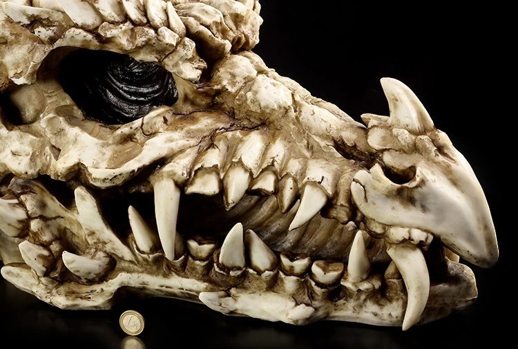 Riesen-Drachenschädel 4 Riesen-Drachenschädel – Bild 4