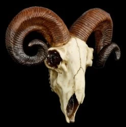 Totenkopf - Widder Schädel -Modell Und Figurengeschäft 12404 2 rams skull 2 1280x1280