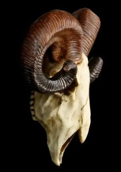 Totenkopf - Widder Schädel -Modell Und Figurengeschäft 12404 3 rams skull 3 1280x1280