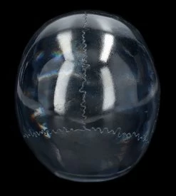 Durchsichtiger Totenkopf - Hellblau -Modell Und Figurengeschäft 2D Ersatzbbilder FS14531 14 1280x1280