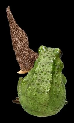 Pixie Kobold Figur - Frosch Kuscheln -Modell Und Figurengeschäft 2D FS20032 Ersatzbilder Pixie 814 9780 3 1280x1280