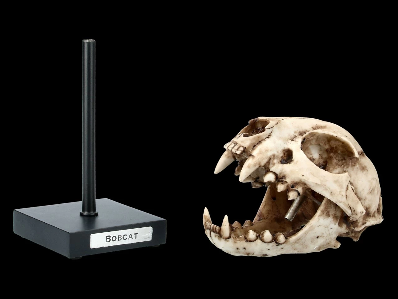 Rotluchs Totenkopf Auf Metall Ständer 2 Rotluchs Totenkopf Auf Metall Ständer – Bild 2