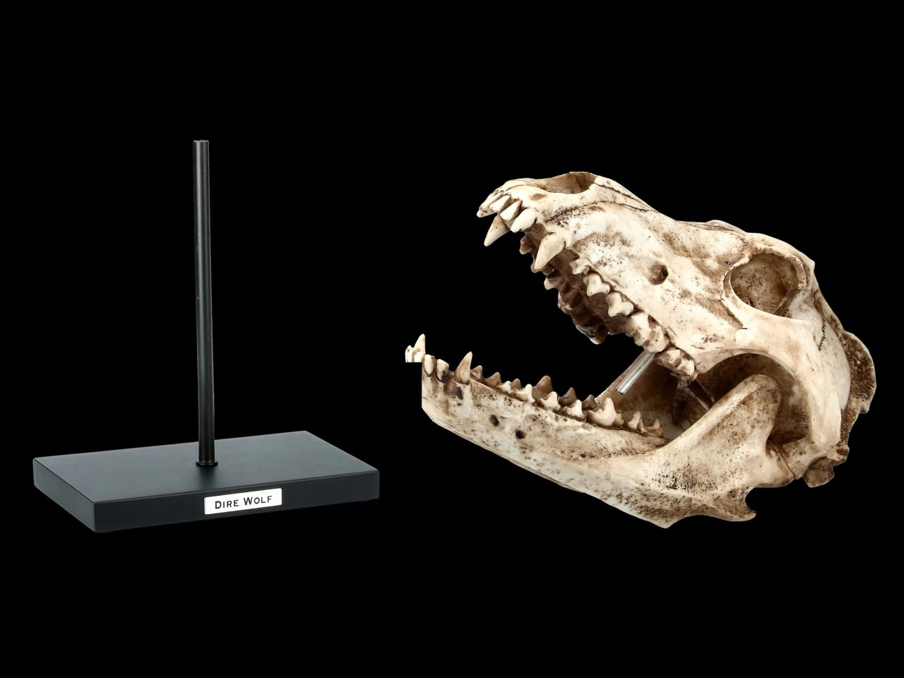 Hund Canis Dirus Totenkopf Auf Metall Ständer 2 Hund Canis Dirus Totenkopf Auf Metall Ständer – Bild 2