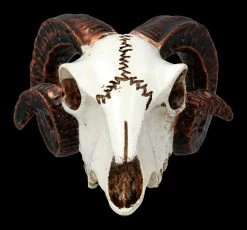 Alchemy Widderschädel - Klein 11 Alchemy Widderschädel - Klein -Modell Und Figurengeschäft 2D FS21894 Alchemy Widderschaedel klein 2 1280x1280