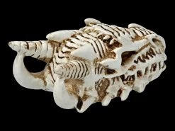 Alchemy Drachen Schädel - Klein -Modell Und Figurengeschäft 2D FS21902 Alchemy Drachen Schaedel klein 5 1280x1280