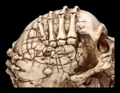 Totenkopf Figur - Breaking Out By James Ryman -Modell Und Figurengeschäft 2D FS22481 Totenkopf Figur Breaking Out by James Ryman 5 1280x1280