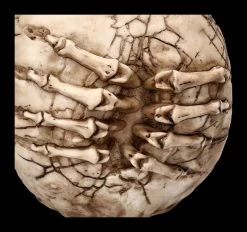 Totenkopf Figur - Breaking Out By James Ryman -Modell Und Figurengeschäft 2D FS22481 Totenkopf Figur Breaking Out by James Ryman 6 1280x1280