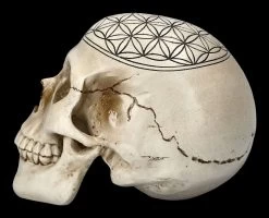 Totenkopf - Heilige Geometrie - Blume Des Lebens -Modell Und Figurengeschäft 2D FS23021 Totenkopf Heilige Geometrie Blume des Lebens 3 1280x1280