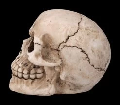 Totenkopf Figur - Witzbold 7 Totenkopf Figur - Witzbold -Modell Und Figurengeschäft 2D FS23453 Totenkopf Figur Witzbold 21tW1Ed7hlWtLm 1280x1280