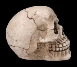 Totenkopf Figur - Witzbold 9 Totenkopf Figur - Witzbold -Modell Und Figurengeschäft 2D FS23453 Totenkopf Figur Witzbold 4nG2eQD7Sg5Fbd 1280x1280