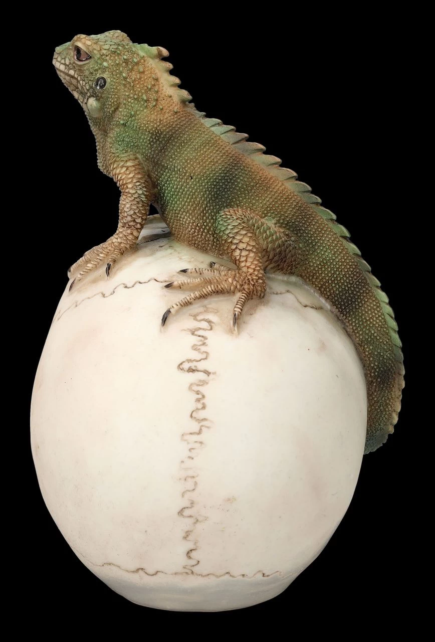 Totenkopf Mit Leguan 4 Totenkopf Mit Leguan – Bild 4
