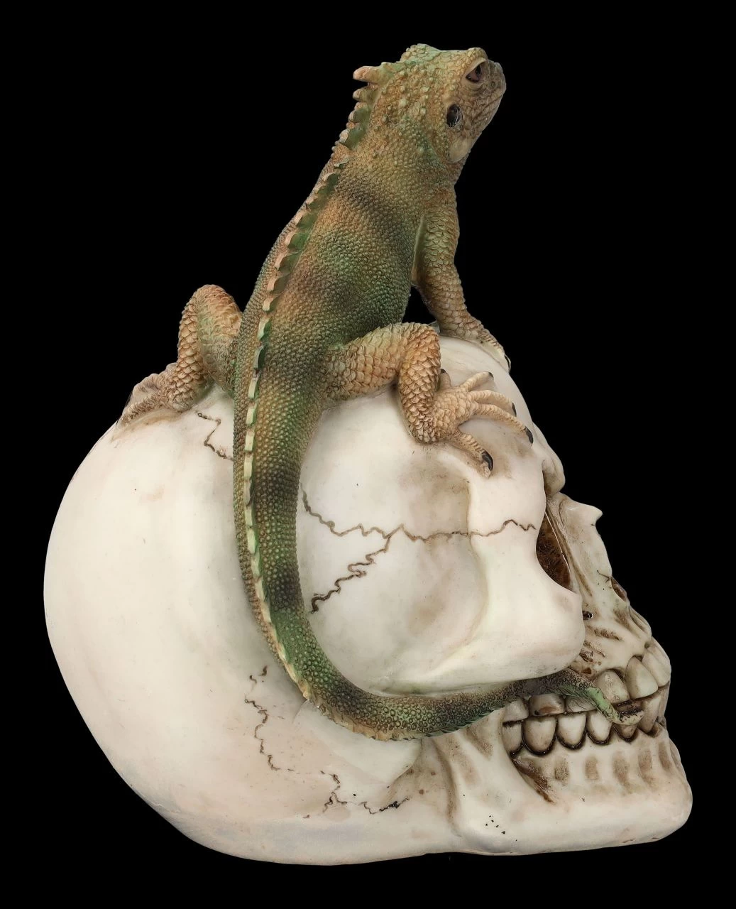 Totenkopf Mit Leguan 5 Totenkopf Mit Leguan – Bild 5