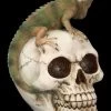 Totenkopf Mit Leguan
