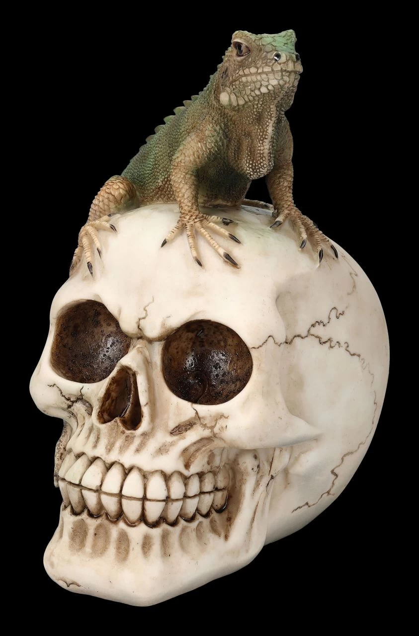 Totenkopf Mit Leguan 3 Totenkopf Mit Leguan – Bild 3