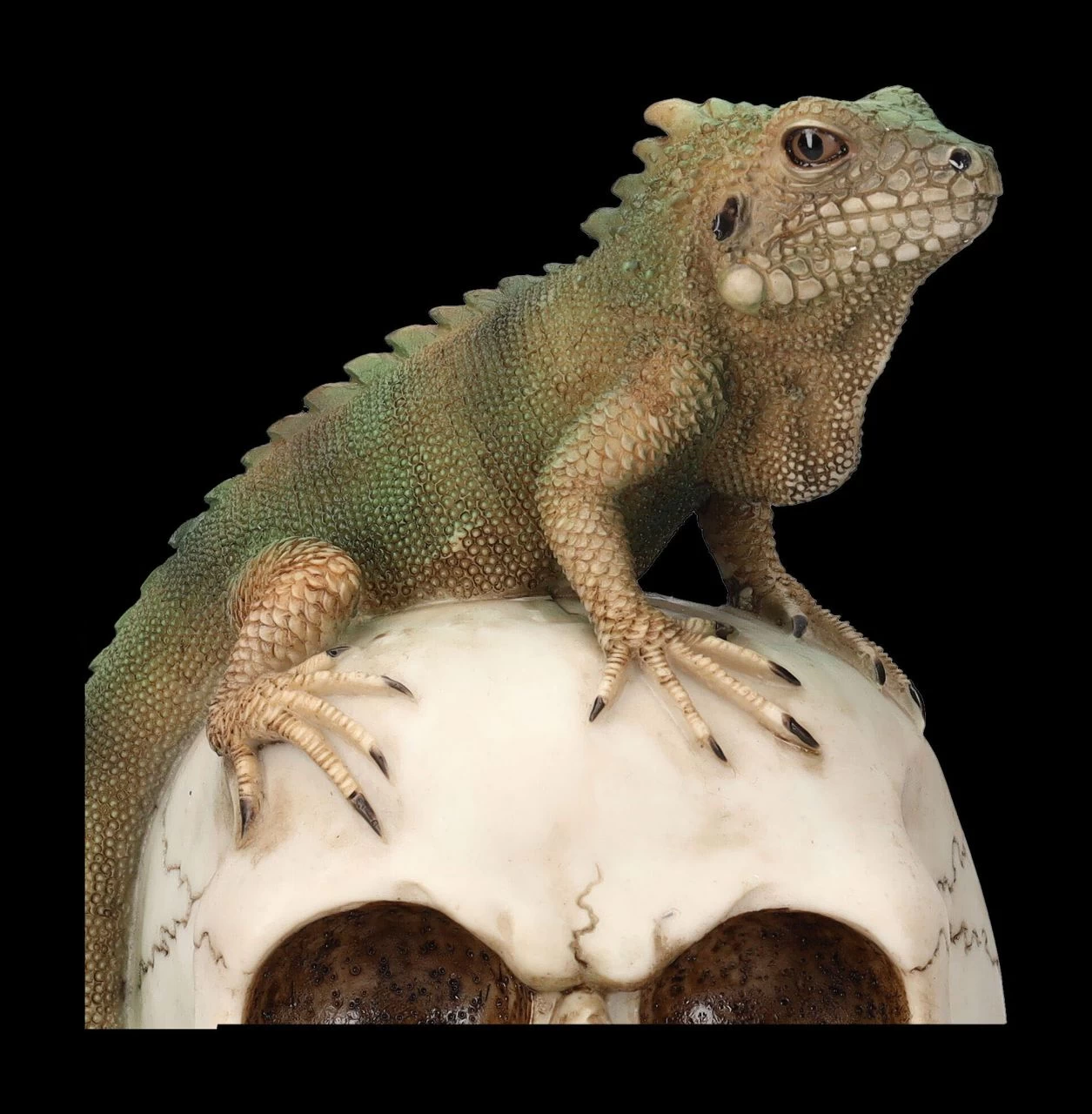 Totenkopf Mit Leguan 7 Totenkopf Mit Leguan – Bild 7