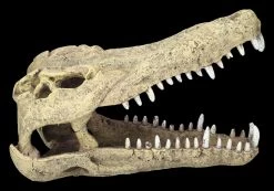 Aquarium Figur - Krokodilkopf L 10 Aquarium Figur - Krokodilkopf L -Modell Und Figurengeschäft 2D FS24145 Aquarium Figur Krokodilkopf L 1Ce75paaQhnhIU 1280x1280