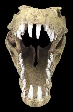 Aquarium Figur - Krokodilkopf L 9 Aquarium Figur - Krokodilkopf L -Modell Und Figurengeschäft 2D FS24145 Aquarium Figur Krokodilkopf L 2pekL4vLUNxWc0 1280x1280