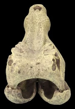 Aquarium Figur - Krokodilkopf L 11 Aquarium Figur - Krokodilkopf L -Modell Und Figurengeschäft 2D FS24145 Aquarium Figur Krokodilkopf L 4RxU3BBHyPndEK 1280x1280