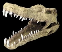 Aquarium Figur - Krokodilkopf L 8 Aquarium Figur - Krokodilkopf L -Modell Und Figurengeschäft 2D FS24145 Aquarium Figur Krokodilkopf L 7zL1HYtFr2UPLe 1280x1280