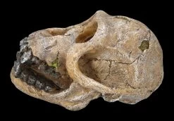 Aquarium Figur - Totenkopf Schimpanse -Modell Und Figurengeschäft 2D FS24175 Aquarium Figur Totenkopf Schimpanse 2 1280x1280