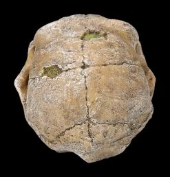 Aquarium Figur - Totenkopf Schimpanse -Modell Und Figurengeschäft 2D FS24175 Aquarium Figur Totenkopf Schimpanse 3 1280x1280