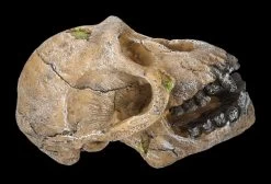 Aquarium Figur - Totenkopf Schimpanse -Modell Und Figurengeschäft 2D FS24175 Aquarium Figur Totenkopf Schimpanse 4 1280x1280