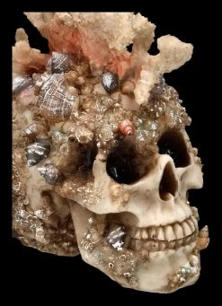 Totenkopf Figur Mit Korallen Bewachsen 13 Totenkopf Figur Mit Korallen Bewachsen -Modell Und Figurengeschäft 2D FS24902 Totenkopf Figur mit Korallen bewachsen 2 1280x1280