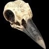 Totenkopf - Rabenschädel Mit Mytischen Symbolen