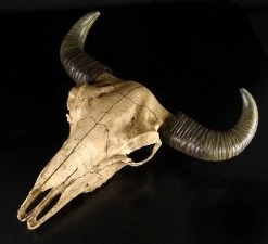 Büffelschädel