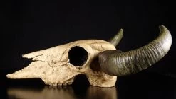 Büffelschädel -Modell Und Figurengeschäft 4801 3 bueffelschaedel 3 1280x1280