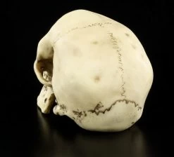 Totenkopf - Menschen Schädel -Modell Und Figurengeschäft 8588 2 menschen schaedel 2 1280x1280