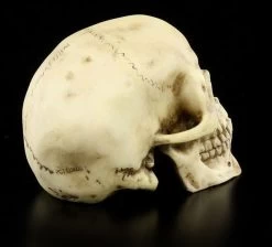 Totenkopf - Menschen Schädel -Modell Und Figurengeschäft 8588 3 menschen schaedel 3 1280x1280