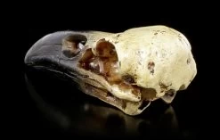 Alchemy Rabenschädel - Klein -Modell Und Figurengeschäft Alchemy Rabenschaedel Klein 3 1280x1280