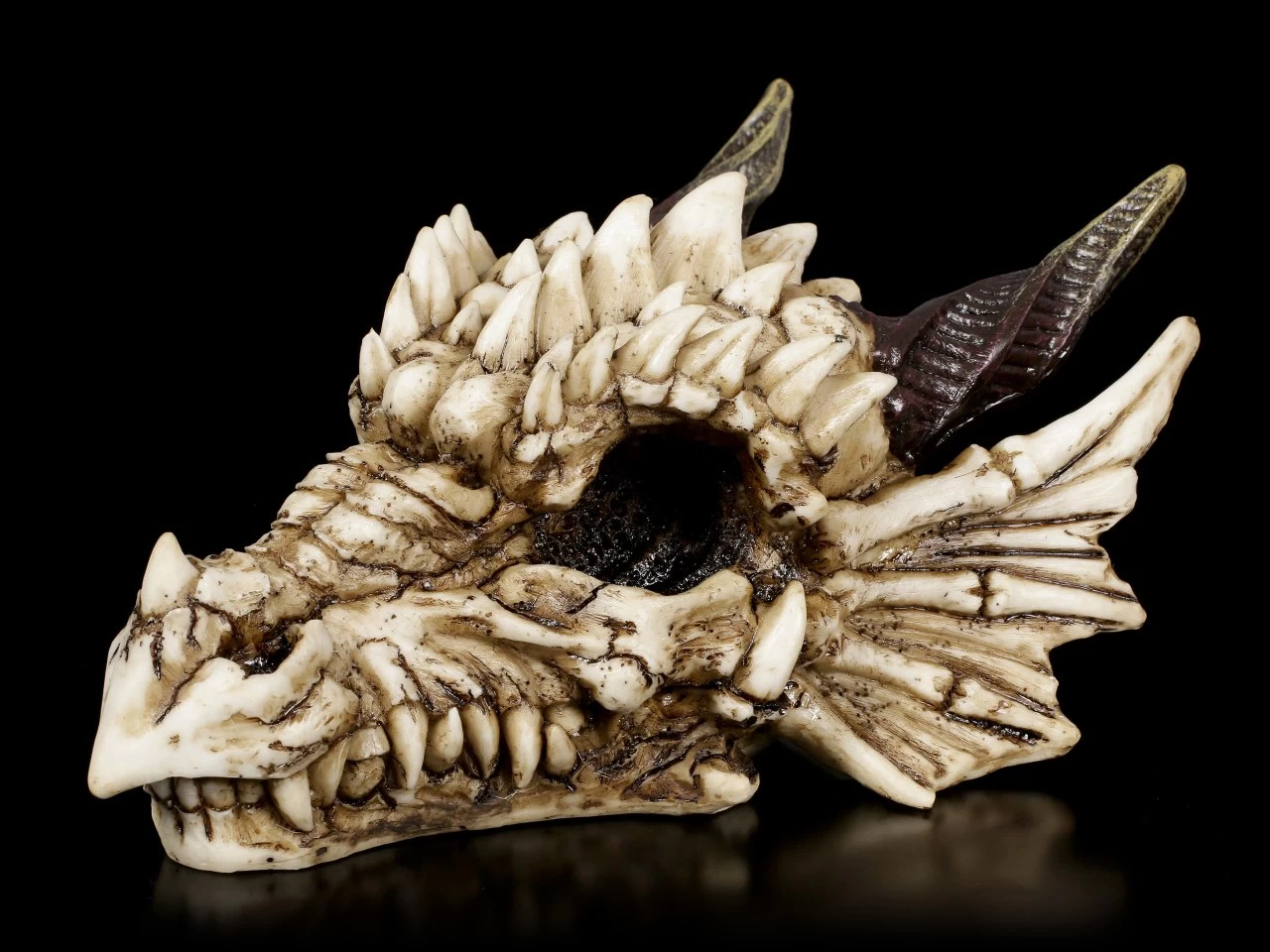 Drachenschädel - Drachenskelett 3 Drachenschädel - Drachenskelett – Bild 3