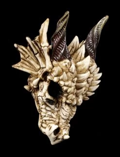 Drachenschädel - Drachenskelett 13 Drachenschädel - Drachenskelett -Modell Und Figurengeschäft Drachenschaedel Drachenskelett 6 1280x1280