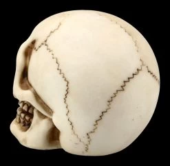 Menschlicher Totenkopf Mit Unterkiefer - Klein 8 Menschlicher Totenkopf Mit Unterkiefer - Klein -Modell Und Figurengeschäft FS21151 Menschlicher Totenkopf mit Unterkiefer klein 5 1280x1280