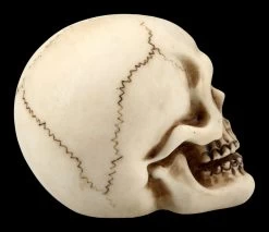 Menschlicher Totenkopf Mit Unterkiefer - Klein 9 Menschlicher Totenkopf Mit Unterkiefer - Klein -Modell Und Figurengeschäft FS21151 Menschlicher Totenkopf mit Unterkiefer klein 8 1280x1280