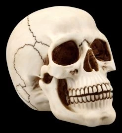 Menschlicher Totenkopf Mit Unterkiefer - Groß