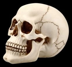 Menschlicher Totenkopf Mit Unterkiefer - Groß -Modell Und Figurengeschäft FS21153 Menschlicher Totenkopf mit Unterkiefer gross 3 1280x1280