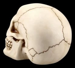 Menschlicher Totenkopf Mit Unterkiefer - Groß -Modell Und Figurengeschäft FS21153 Menschlicher Totenkopf mit Unterkiefer gross 5 1280x1280