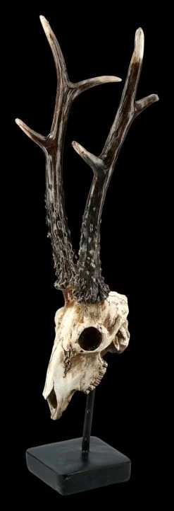 Rehbock Totenkopf Auf Metall Ständer