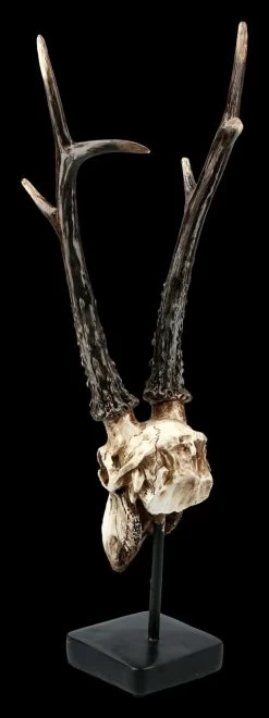 Rehbock Totenkopf Auf Metall Ständer -Modell Und Figurengeschäft FS21254 Antilopen Totenkopf auf Metall Staender 5 1280x1280