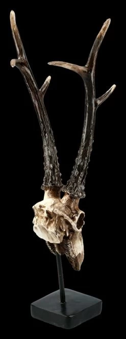 Rehbock Totenkopf Auf Metall Ständer -Modell Und Figurengeschäft FS21254 Antilopen Totenkopf auf Metall Staender 7 1280x1280