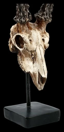 Rehbock Totenkopf Auf Metall Ständer -Modell Und Figurengeschäft FS21254 Antilopen Totenkopf auf Metall Staender 8 1280x1280